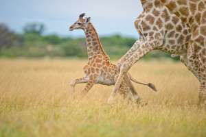 Botswana central kalahari gr  bruce taylor by Bruce Taylor