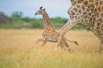 Botswana central kalahari gr  bruce taylor  by Bruce Taylor