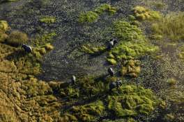 Botswana okavango elephants from air  by Arek Marud