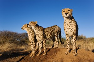 Cheetahs