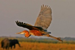 Bird and elephant 