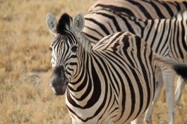 Zebra in Etosha 