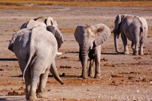 Etosha elephants