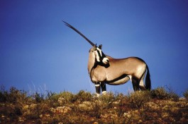 Gemsbok 