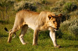 Etosha lioness  