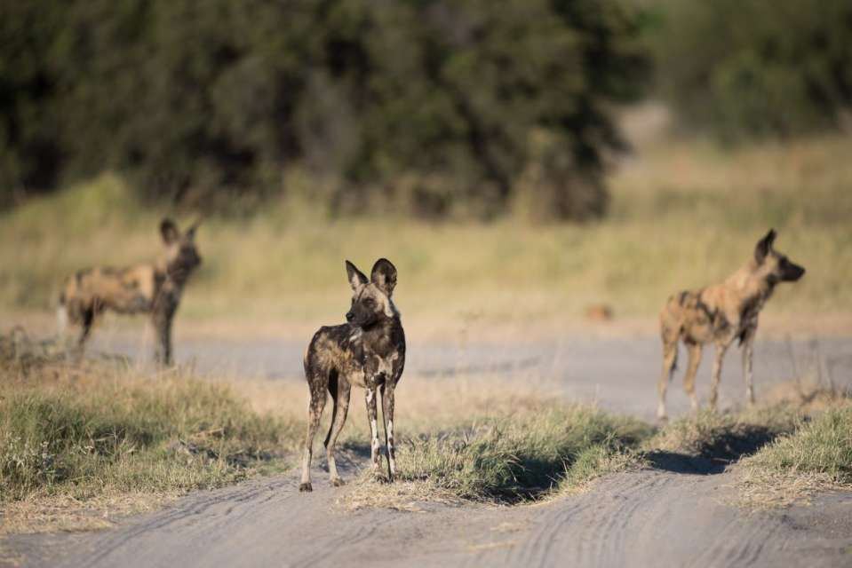Wilddogs in Moremi