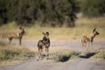 Wilddogs in Moremi 