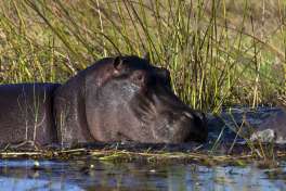 Moremi Hippo 
