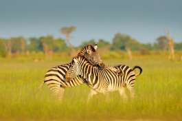 Zebra in Chobe 