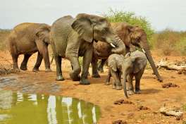 Elephant at Eco Lodge Water hole 