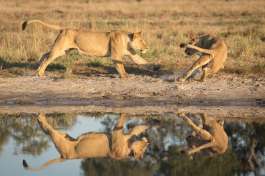 Lions Playing in Chobe 