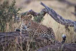 Leopard in Khwai Concession 