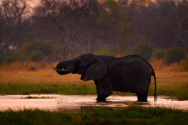 Elephant Drinking at Sunset in Khwai River Area 