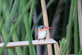 Malachite Kingfisher Bird in Khwai River Area 