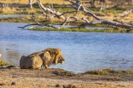 Lion in Okavango Delta 