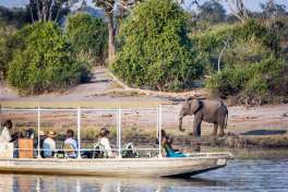 Boat Cruise on Chobe River with Elephant 