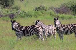 Zebra Near Lodge 