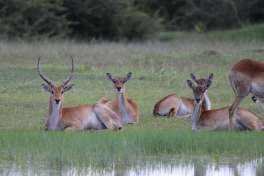 Red Lechwe Resting Near Water in the Delta 