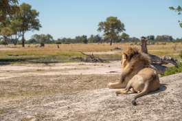 Zimbabwe Hwange safari 