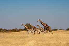 Zimbabwe Hwange giraffes 
