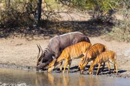 Nyala Family in Hluhluwe - Imfolozi Park 