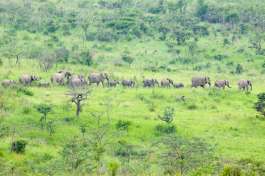 Elephant Family in Hluhluwe-Imfolozi Game Reserve 