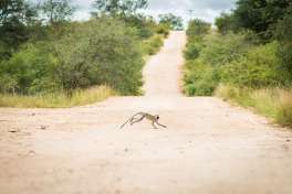 Vervet Monkey Crossing the Road in Kruger 