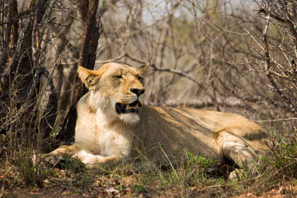 Balule South Africa safari Lioness 