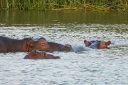 Hippo in Lake St Lucia 