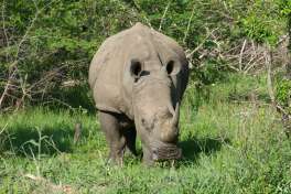 White Rhino in Hluhluwe-Imfolozi Game Reserve 