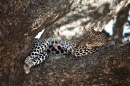 Serengeti Leopard 