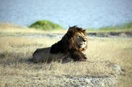 King of Ngorongoro 