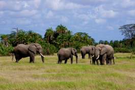 Elephants on Safari in Kenya 