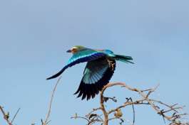 Lilac Breasted Roller in Masai Mara 