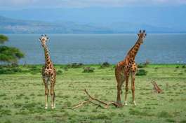 Lake Naivasha Giraffes 