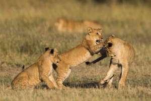 Lion cubs in masai mara