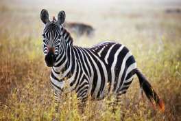 Masai Mara Zebra 