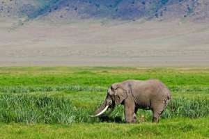 Big Tusker Elephant in Ngorongoro
