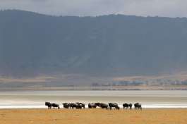 Wildebeest in Ngorongoro Crater 