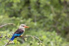 Brown-hooded Kingfisher Bird at Lake Manyara 
