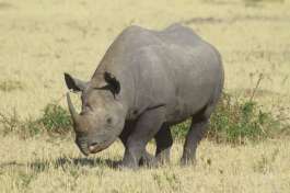 Black or Hook Lipped Rhinoceros In The Serengeti 