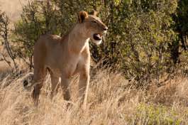 Lion in Serengeti 