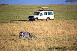 Masai Mara Zebra and Safari Vehicle 