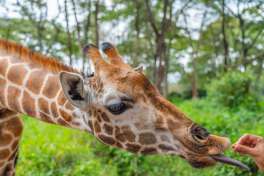 Giraffe at Giraffe Center, Nairobi 