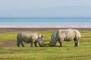 Rhino at Lake Nakuru, Kenya