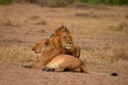 Masai Mara Lions 