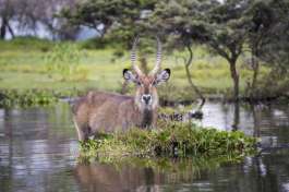 Water Buck at Lake Naivasha 