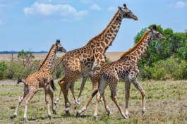 Giraffe Family in Masai Mara 