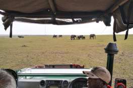 Elephants in The Serengeti From Safari Vehicle 