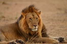 Lion in Serengeti 